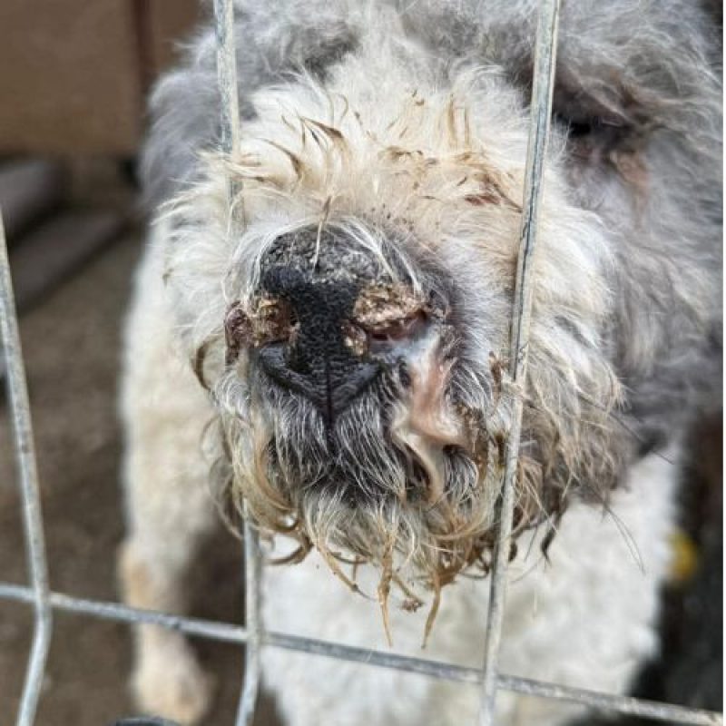 MAJOR - Chien Chien de Berger Roumain de Mioritza à adopter - photo 3