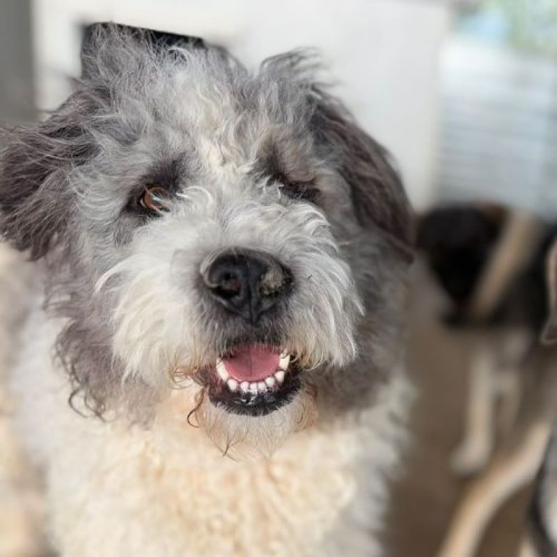 MAJOR - Chien Chien de Berger Roumain de Mioritza à adopter - photo 2