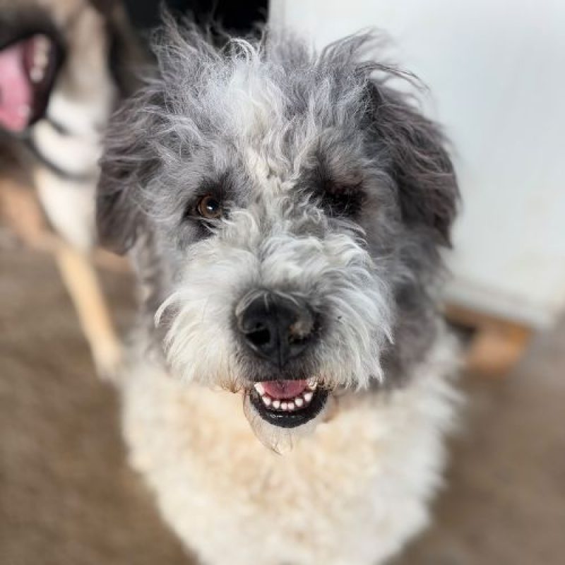MAJOR - Chien Chien de Berger Roumain de Mioritza à adopter - photo 4