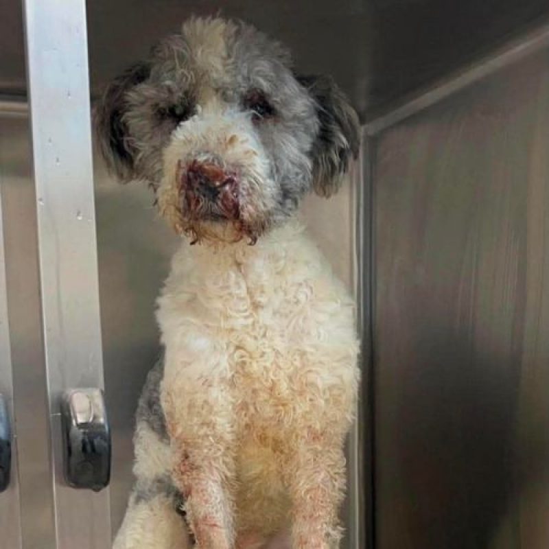 MAJOR - Chien Chien de Berger Roumain de Mioritza à adopter
