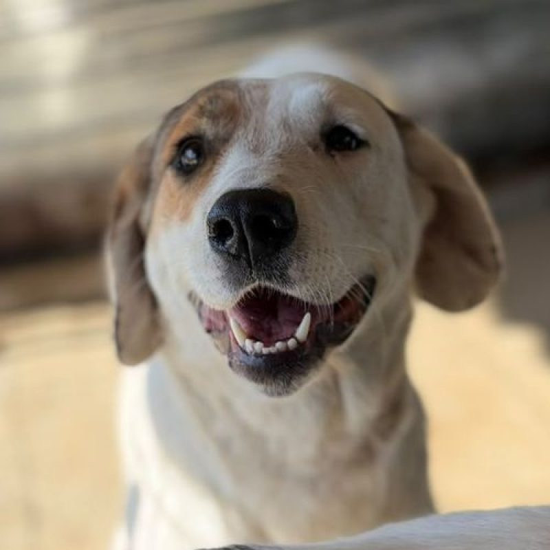 ROSE - Chien à adopter - photo 3