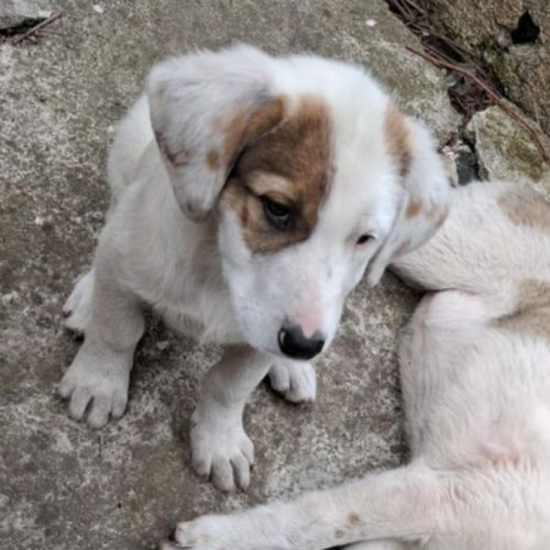 ROSE - Chien à adopter - photo 7