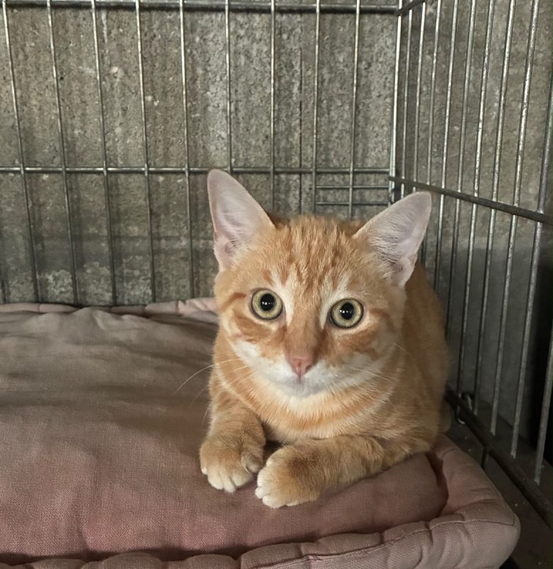 Banger - Chat Européen à adopter - photo 2