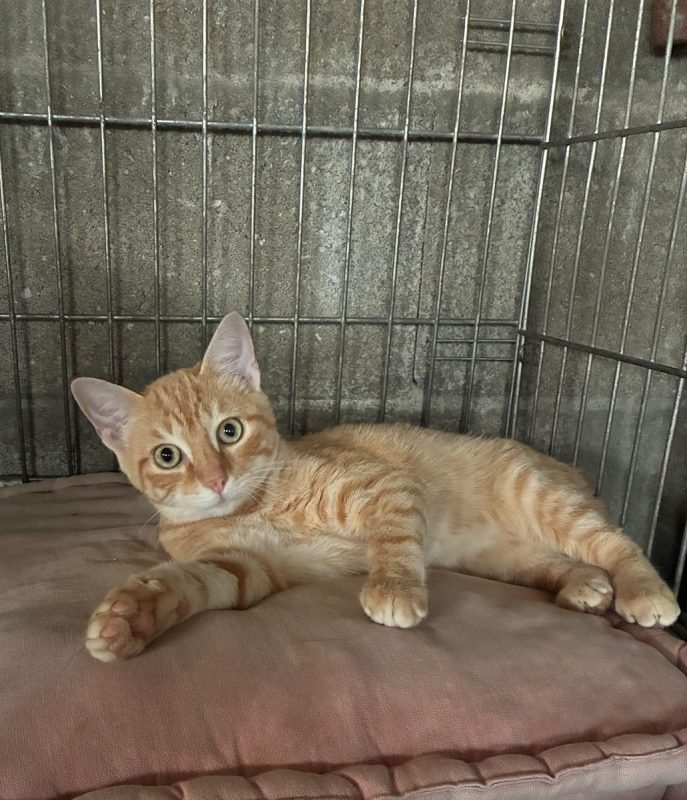 Banger - Chat Européen à adopter
