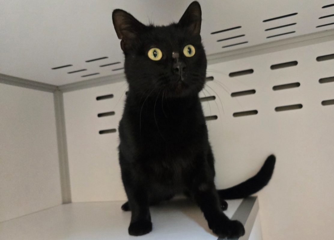 Gary - Chat Européen à adopter