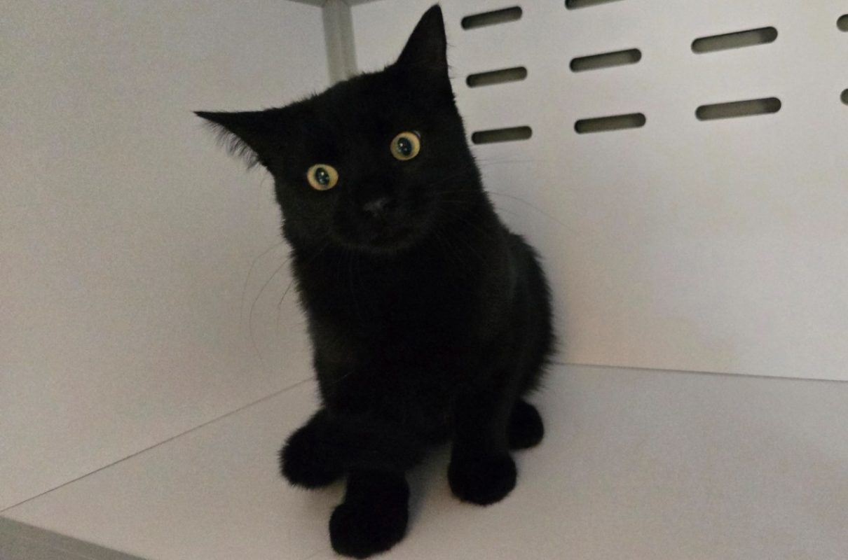Vlad - Chat Européen à adopter