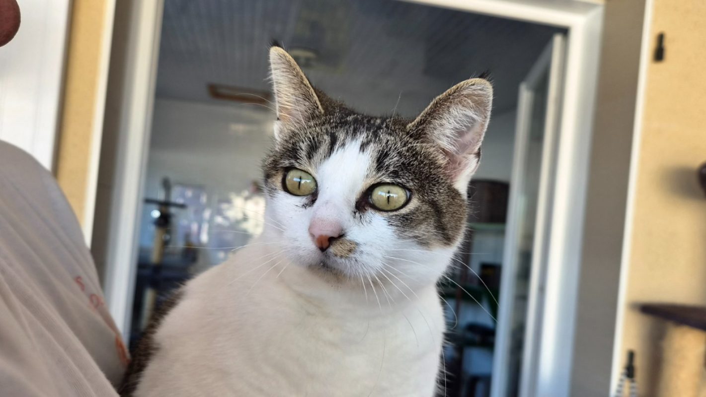 Rhaena - Chat Européen à adopter