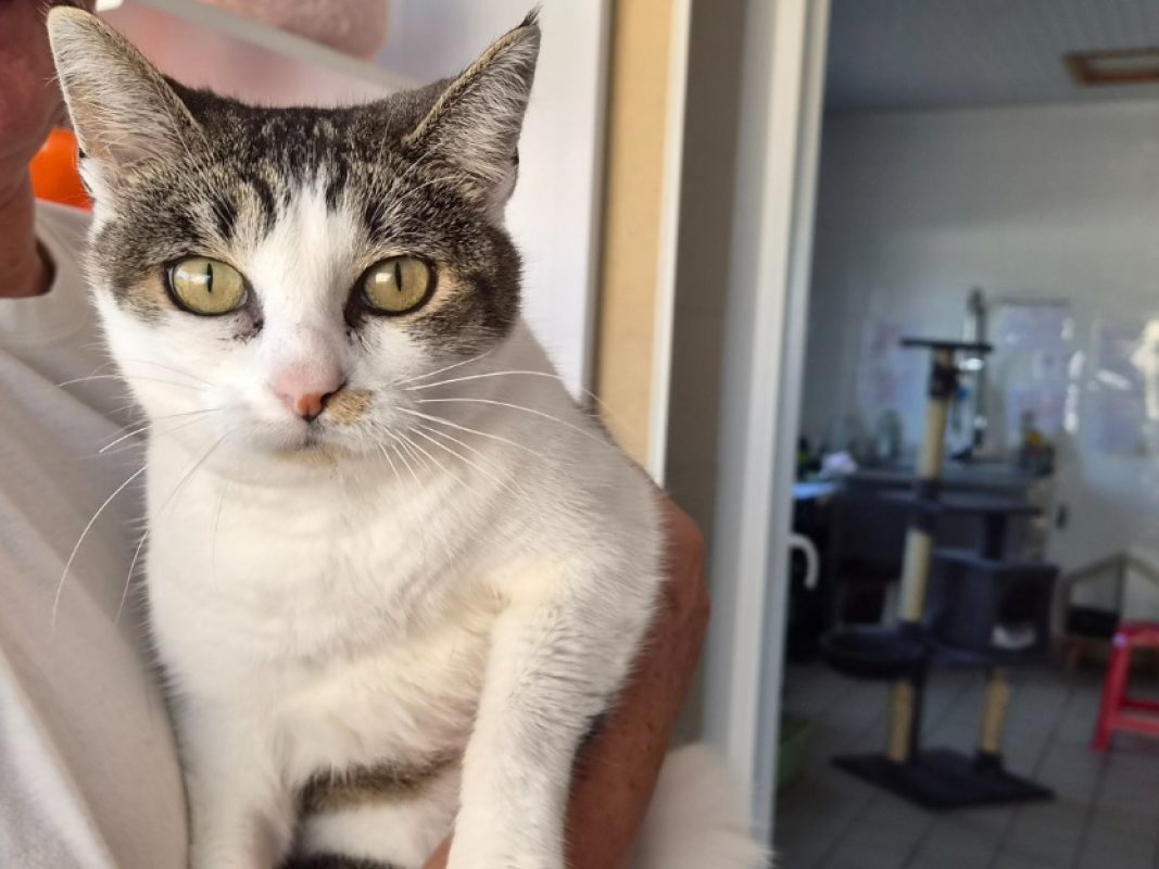 Rhaena - Chat Européen à adopter - photo 2