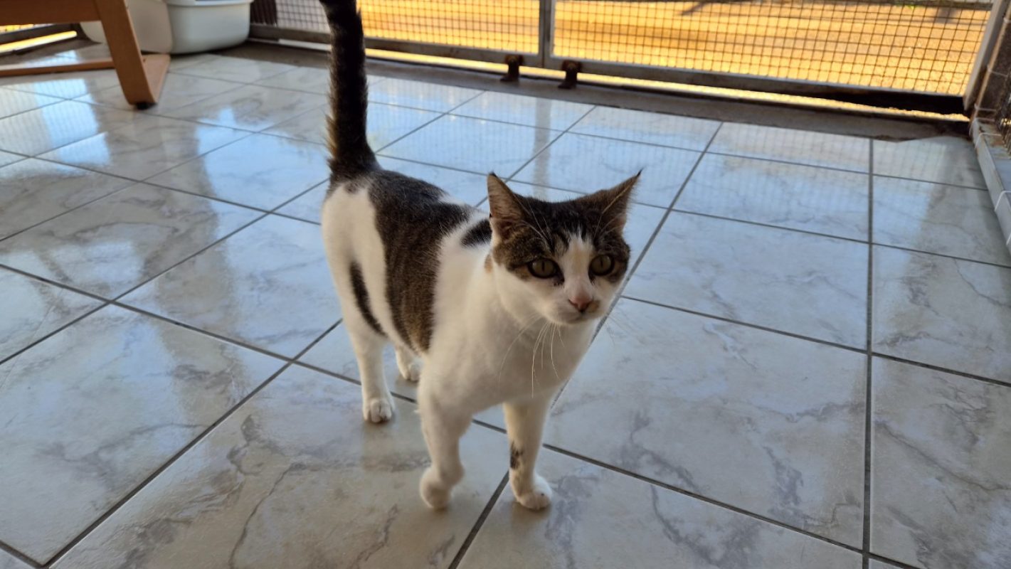 Rhaena - Chat Européen à adopter - photo 3