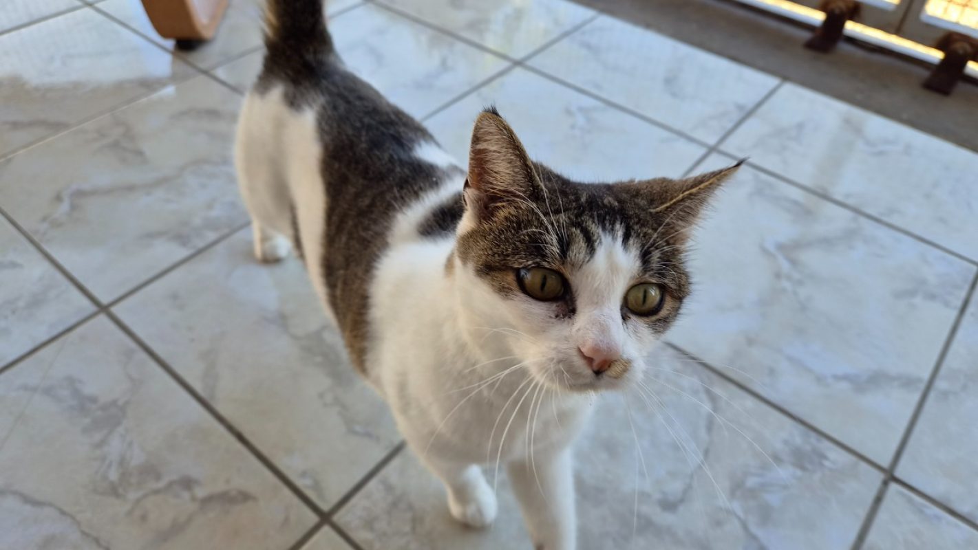 Rhaena - Chat Européen à adopter - photo 4