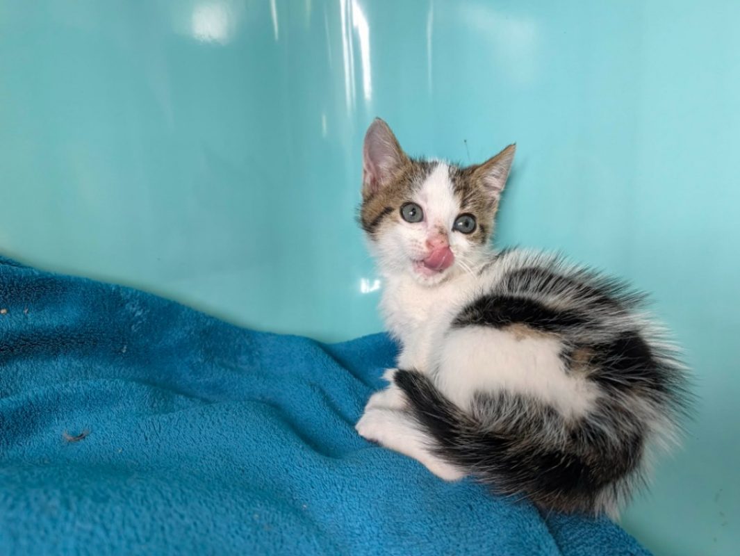 Dino - Chat Européen à adopter