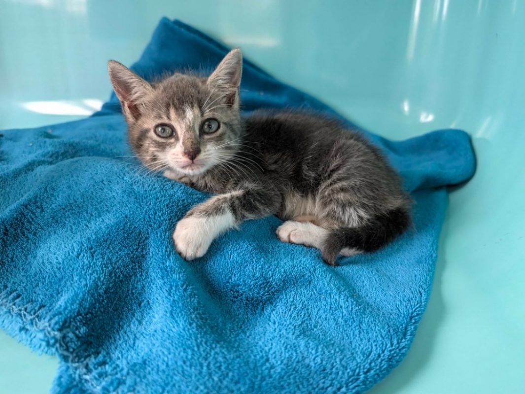 Shirley - Chat Européen à adopter