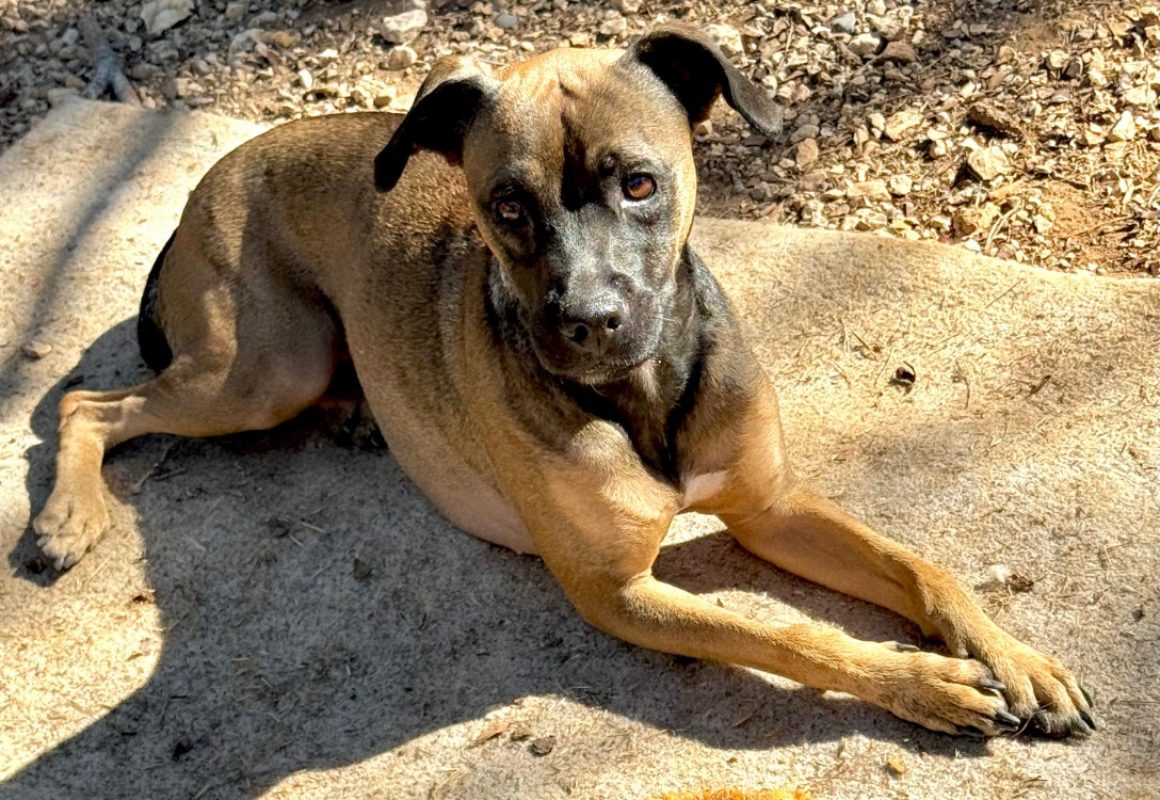 Vaia - Chien à adopter