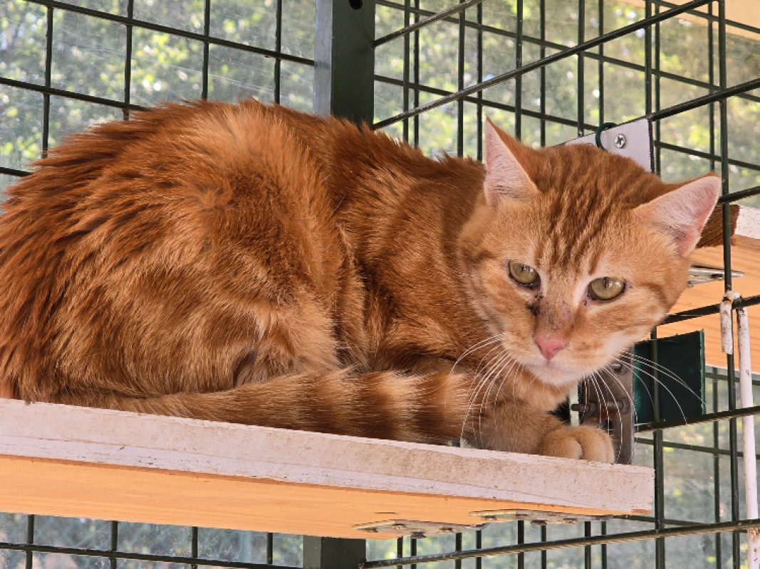 Nugget - Chat Européen à adopter