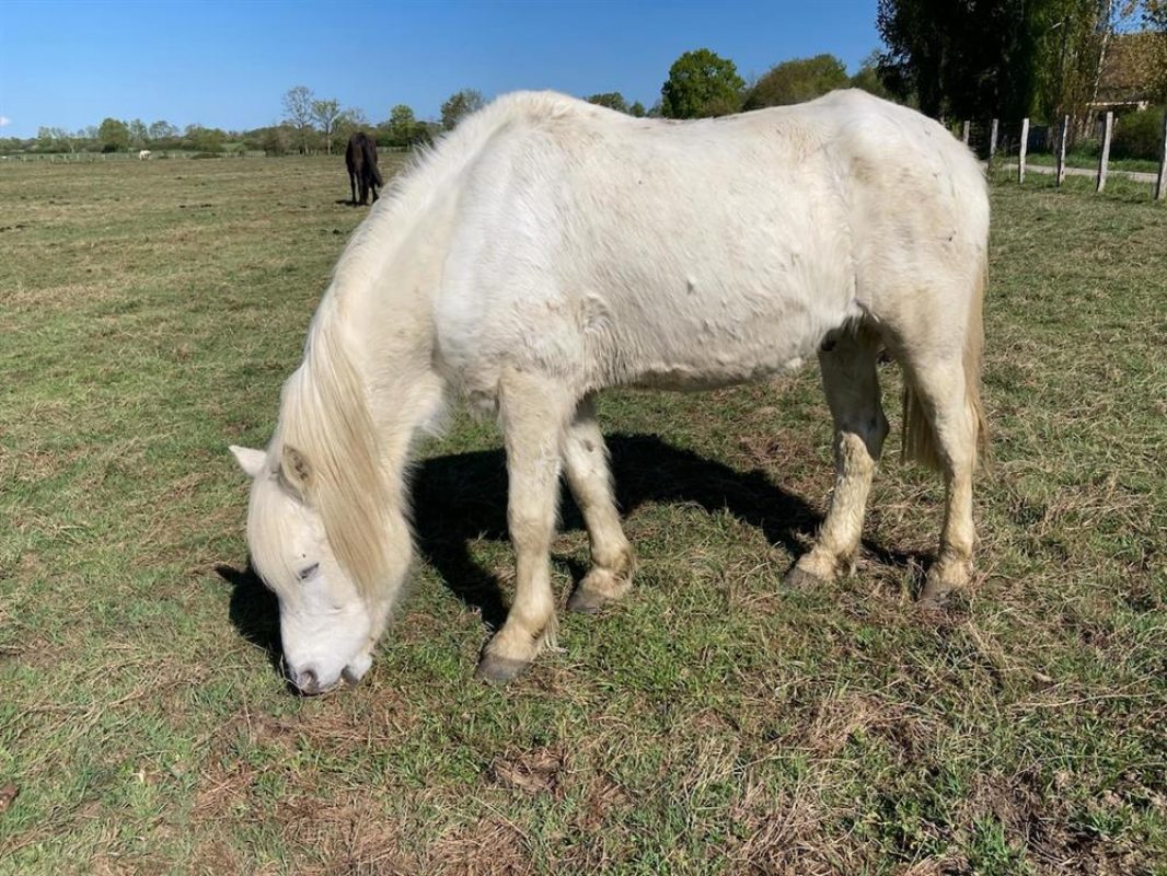 Pacha du plouy - Equidé Cheval à adopter