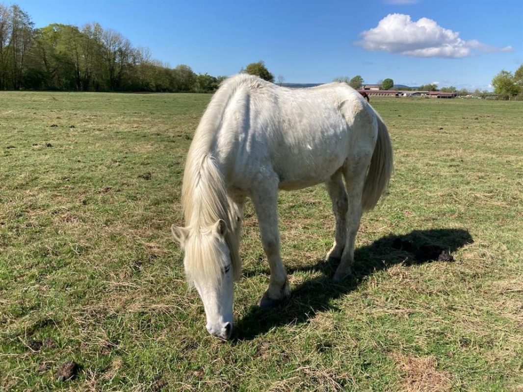Pacha du plouy - Equidé Cheval à adopter - photo 2