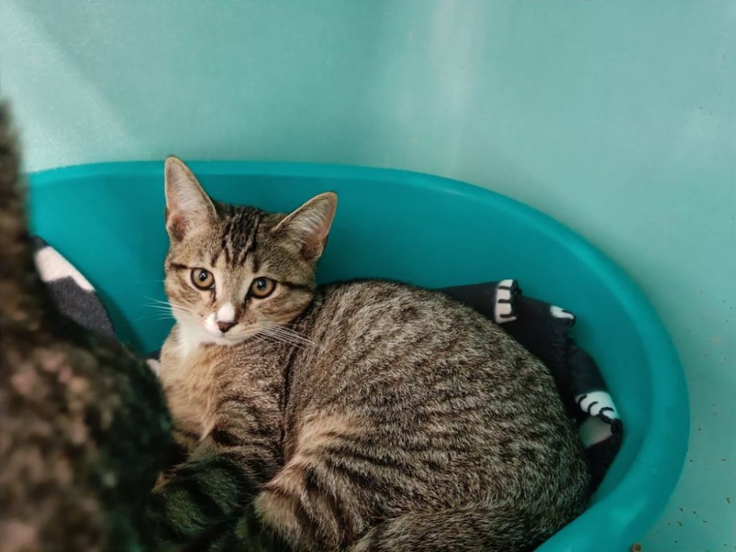 Carbone - Chat Européen à adopter