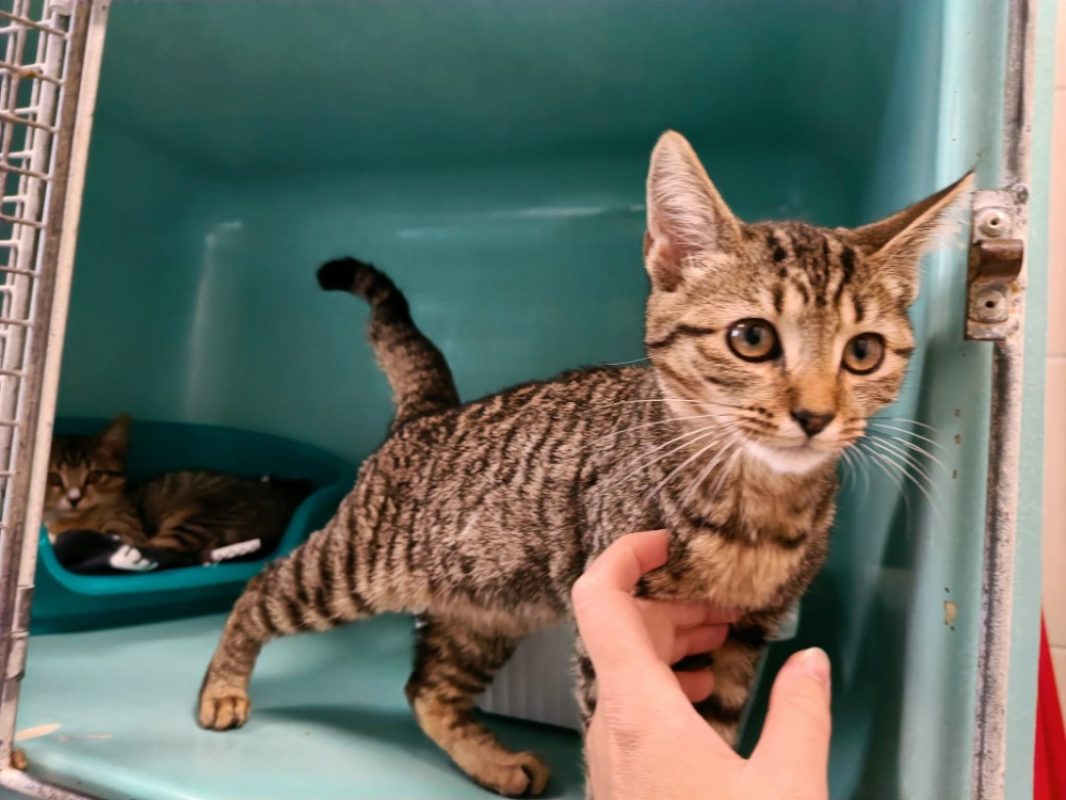 Azote - Chat Européen à adopter