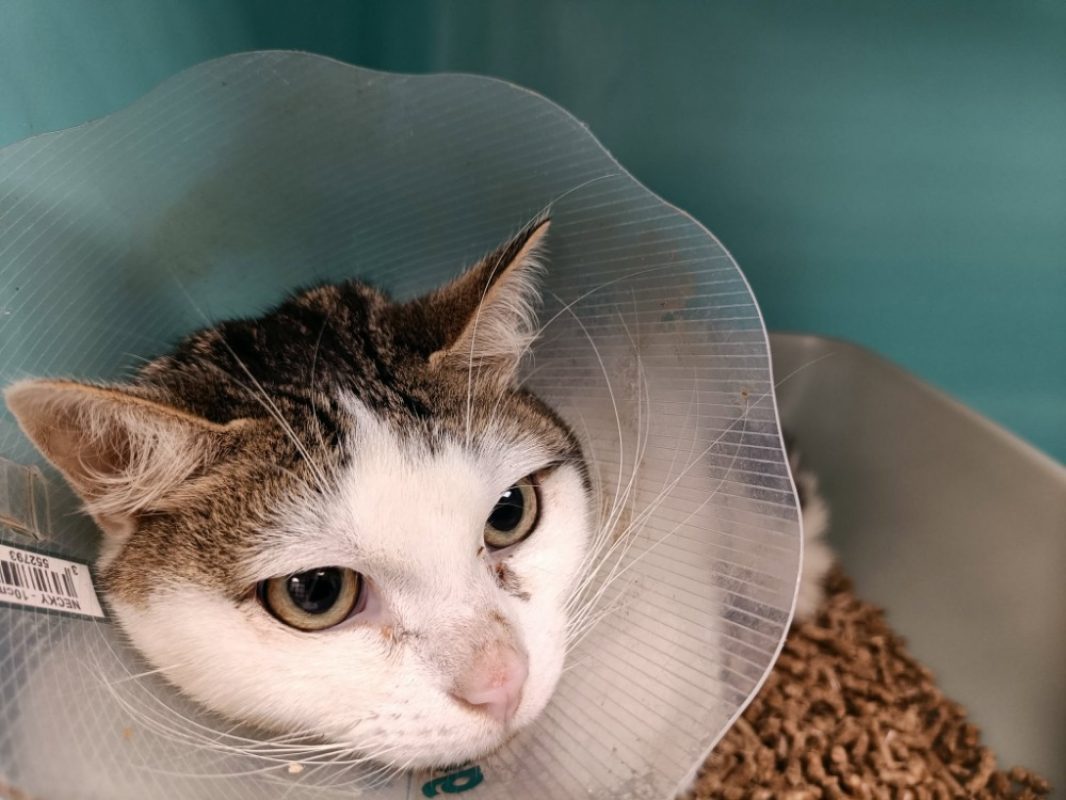 Silicium - Chat Européen à adopter