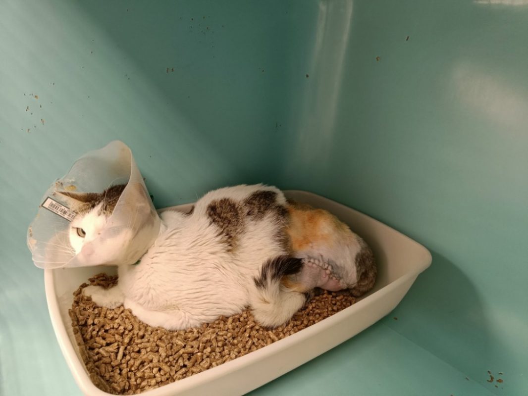 Silicium - Chat Européen à adopter - photo 2