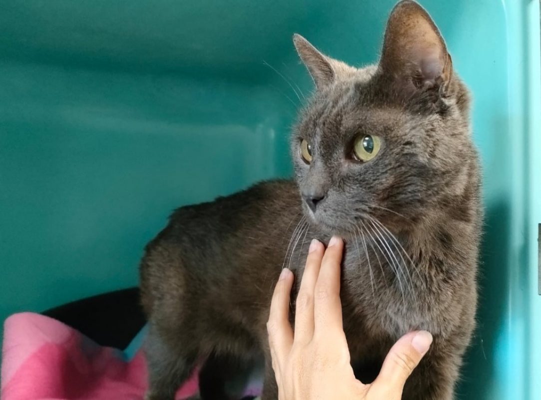 Charlie-gris - Chat Européen à adopter