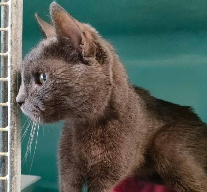 Charlie-gris - Chat Européen à adopter - photo 2