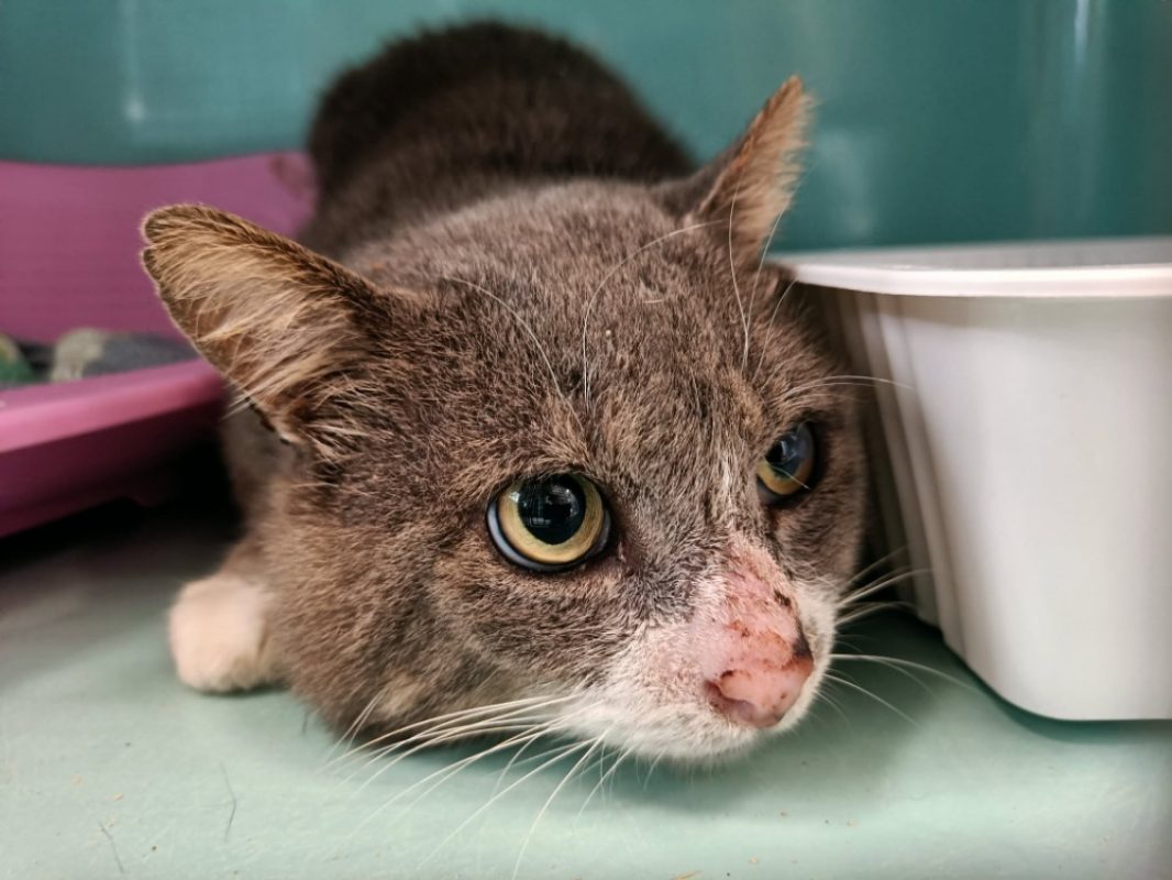 Chaussette - Chat Européen à adopter