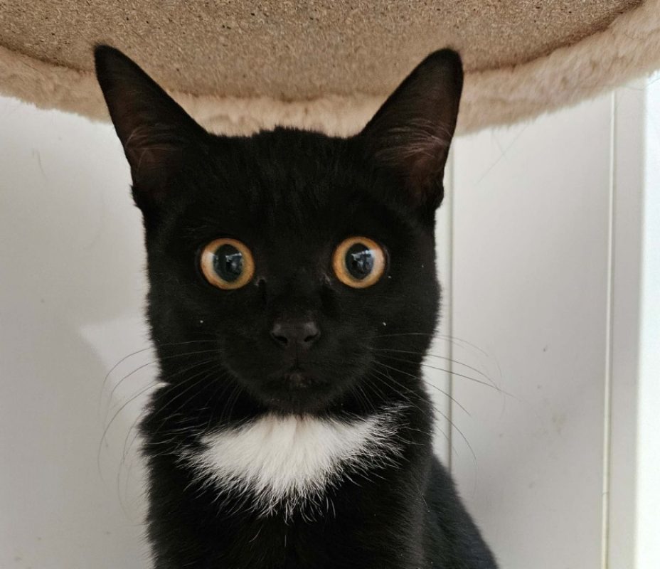 Panda - Chat Européen à adopter