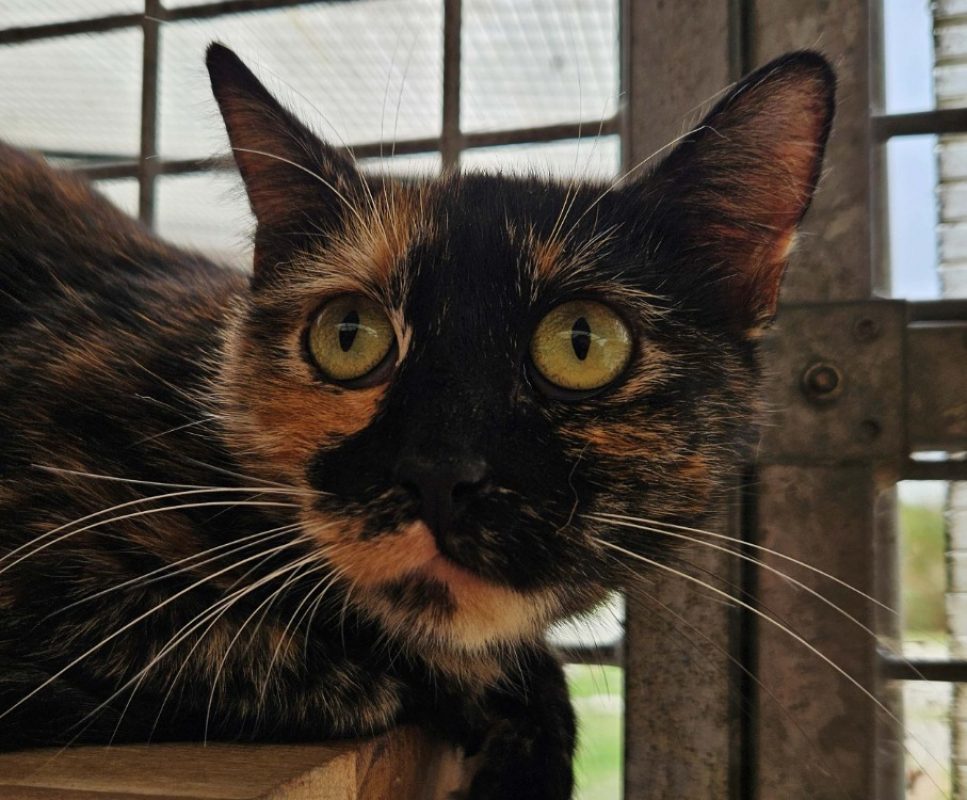 Pixelle - Chat Européen à adopter
