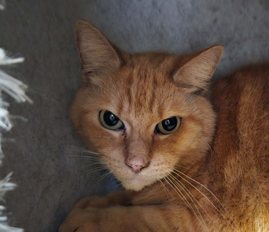 Garfield - Chat Européen à adopter