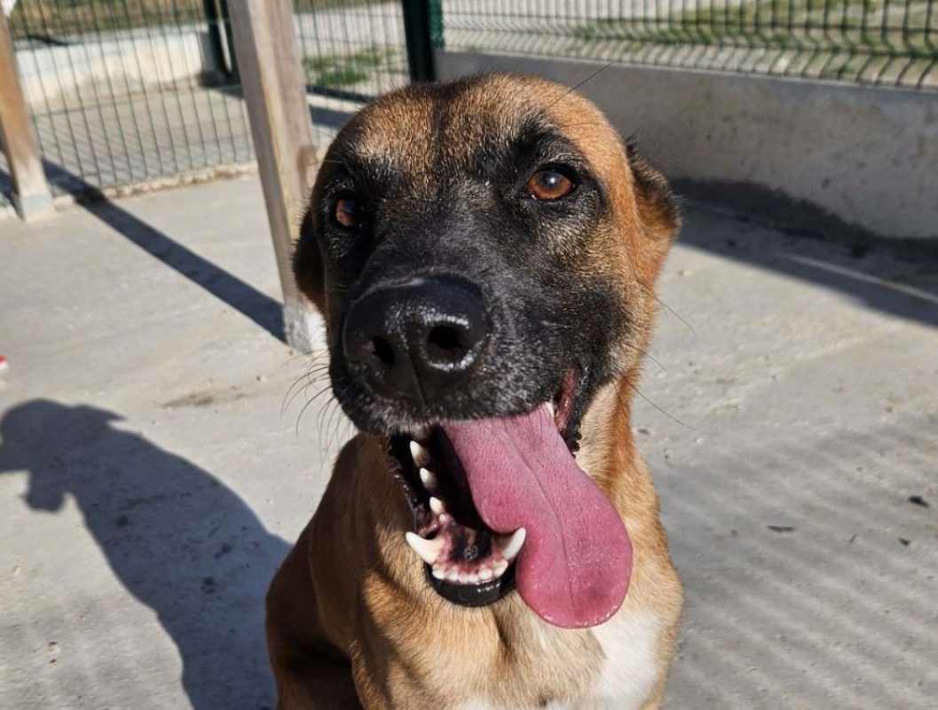 Orage - Chien Berger Belge Malinois à adopter