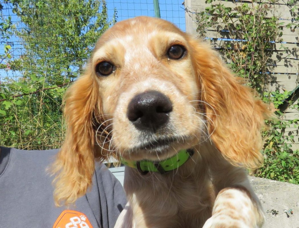 Lutine - Chien Epagneul Breton à adopter
