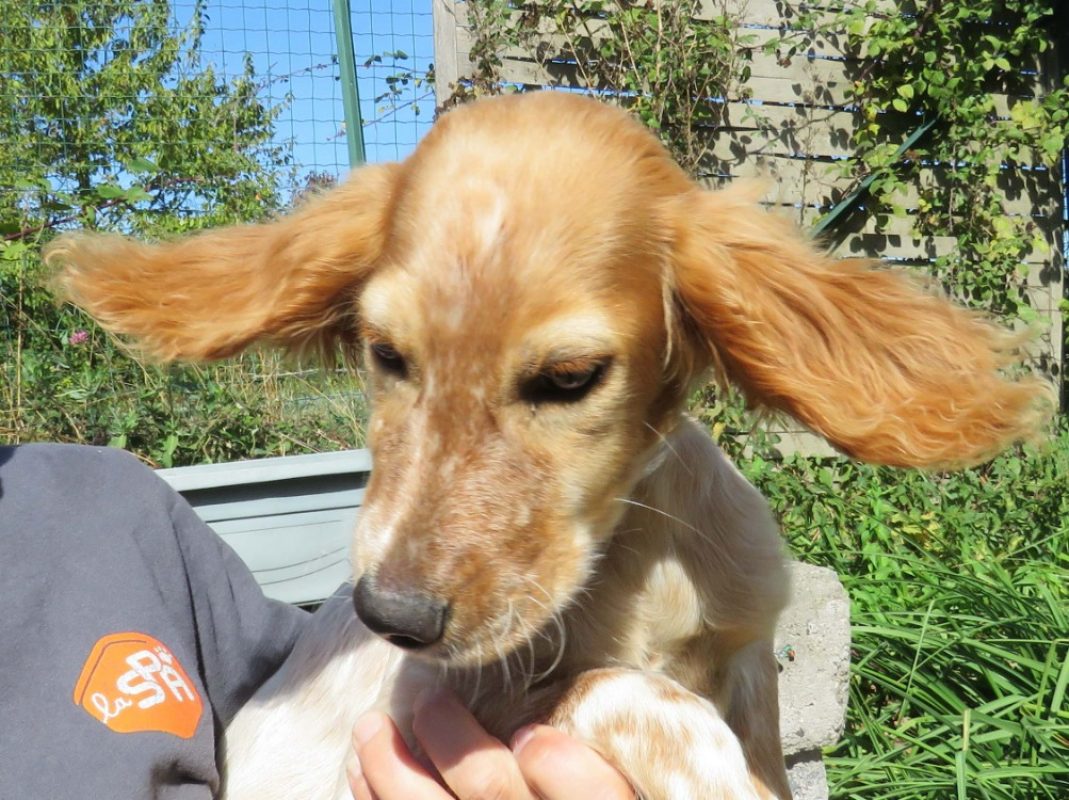 Lutine - Chien Epagneul Breton à adopter - photo 2