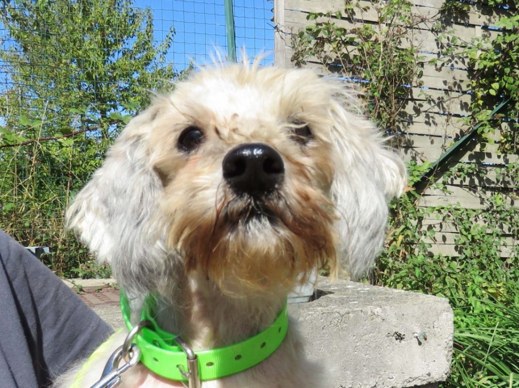 Biscotte - Chien à adopter