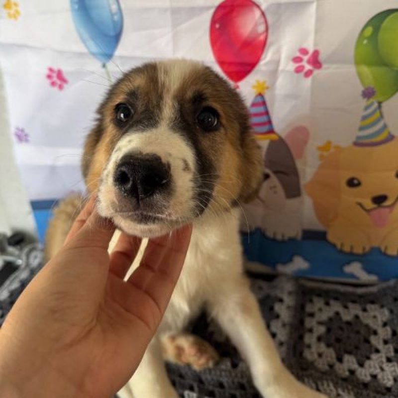 BOOMER - Chien à adopter - photo 4