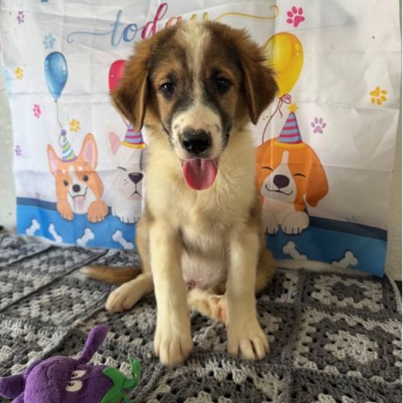 BOOMER - Chien à adopter - photo 3