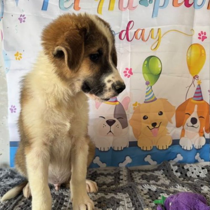 BOOMER - Chien à adopter - photo 2