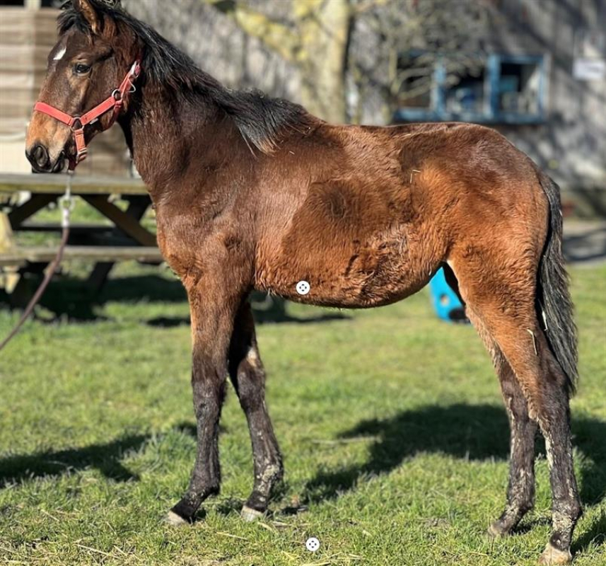 Photo de Opale de la chevrie