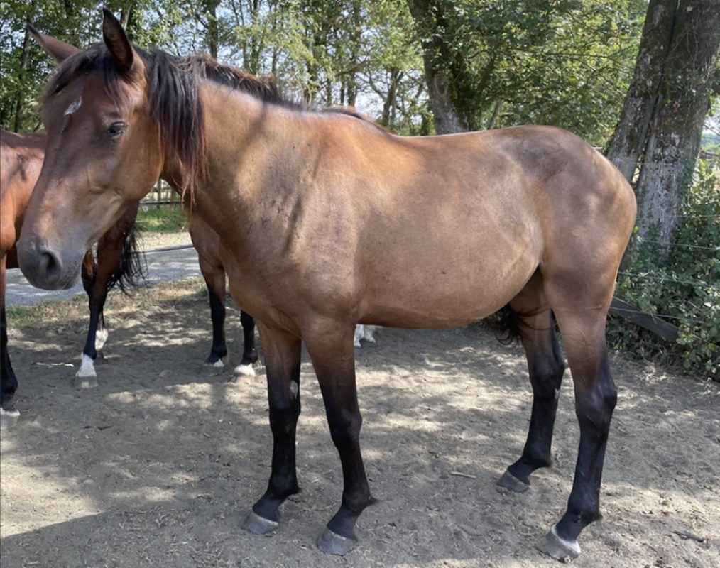 Opale de la chevrie - Equidé Cheval à adopter