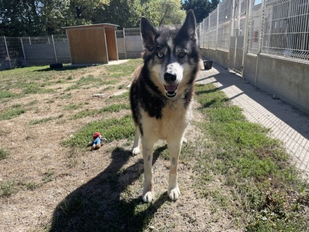Jak - Chien Husky Sibérien à adopter