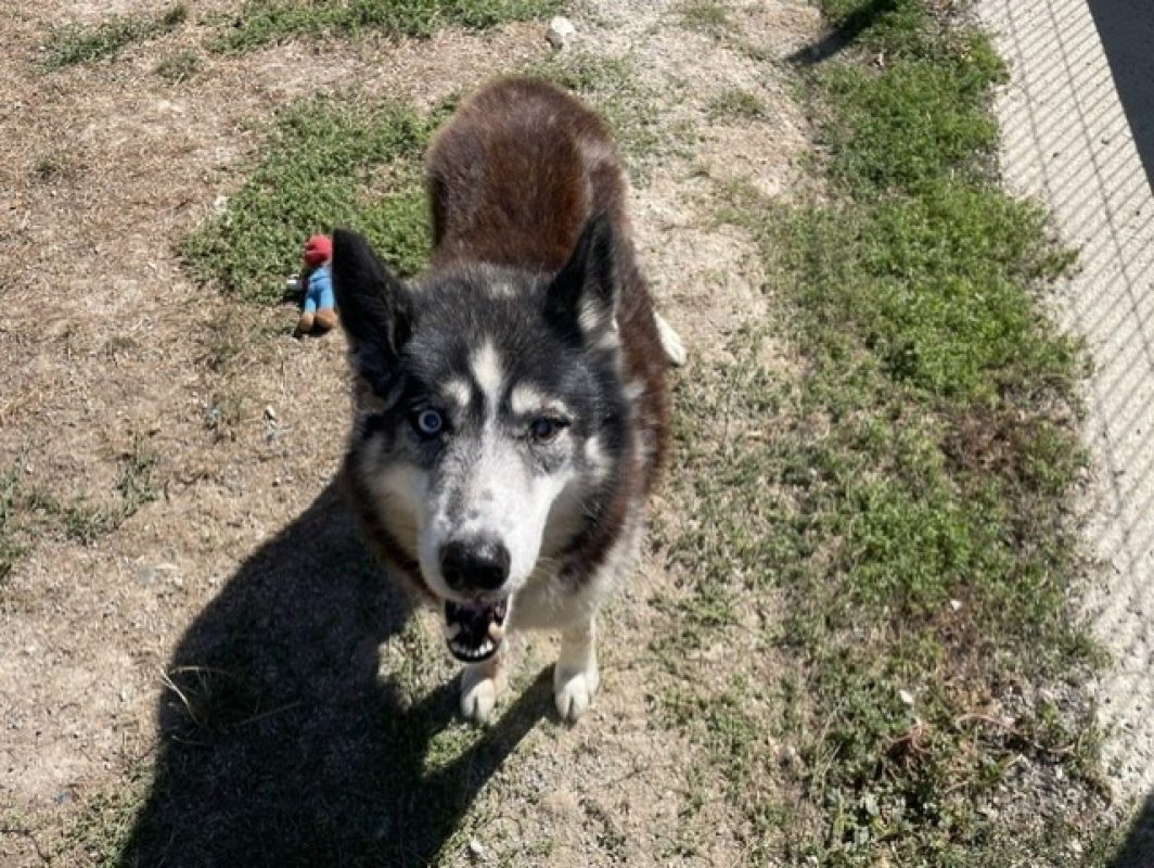 Jak - Chien Husky Sibérien à adopter - photo 2