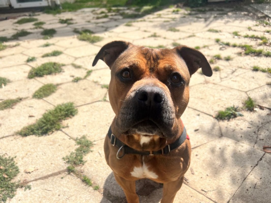 Jonny - Chien à adopter