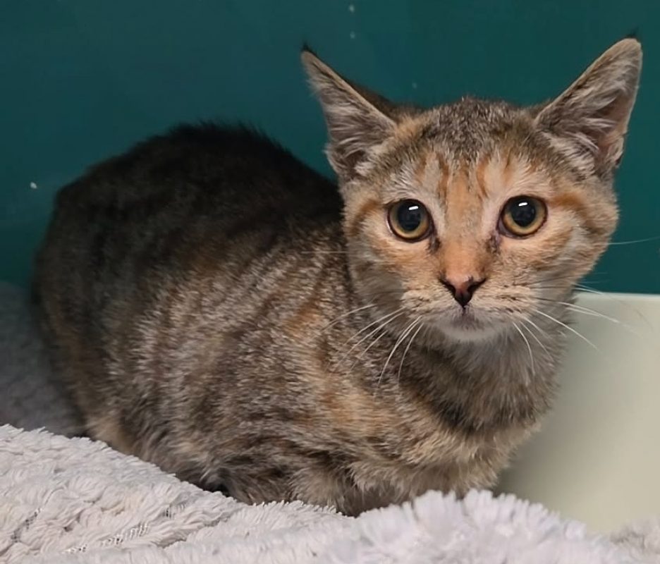 Yue reservé - Chat Européen à adopter