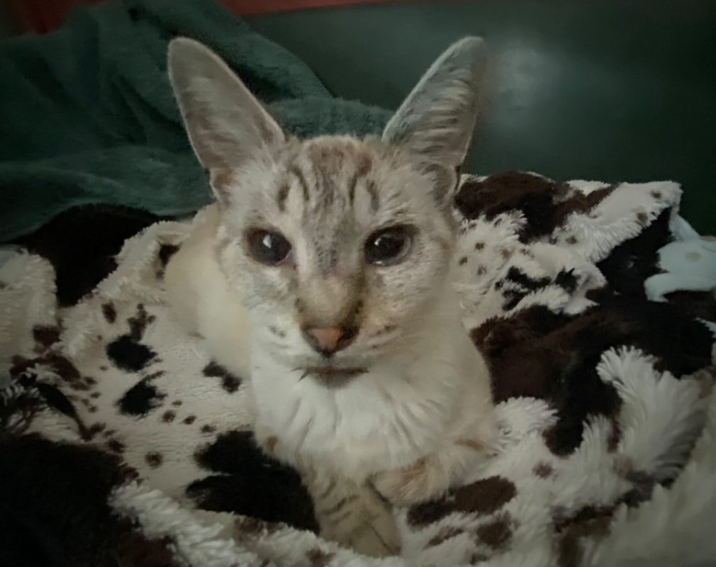 Gnocchi - Chat Européen à adopter
