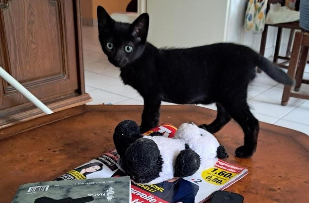 Binit - Chat Européen à adopter
