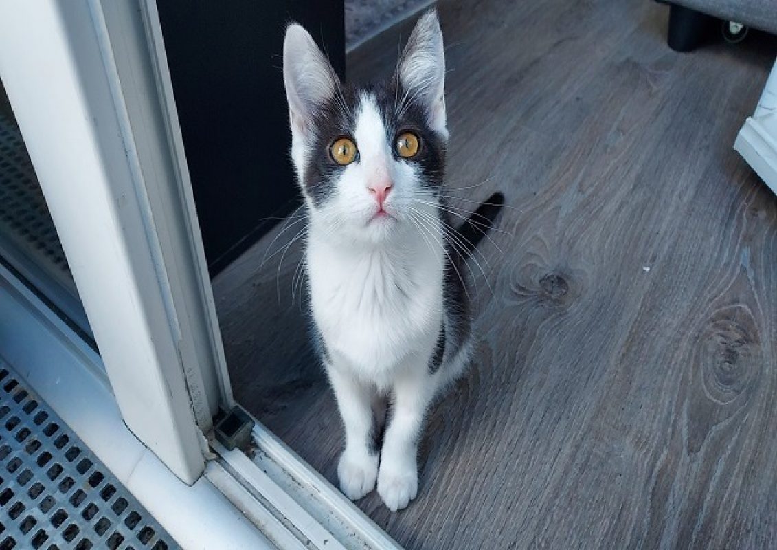 Kimchi - Chat Européen à adopter