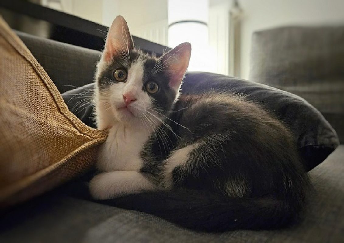 Kimchi - Chat Européen à adopter - photo 2