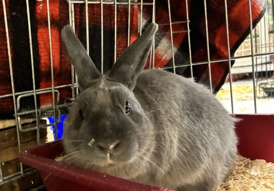 Peluche - Rongeur Lapin à adopter