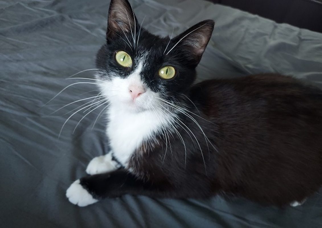 Mylla - Chat Européen à adopter