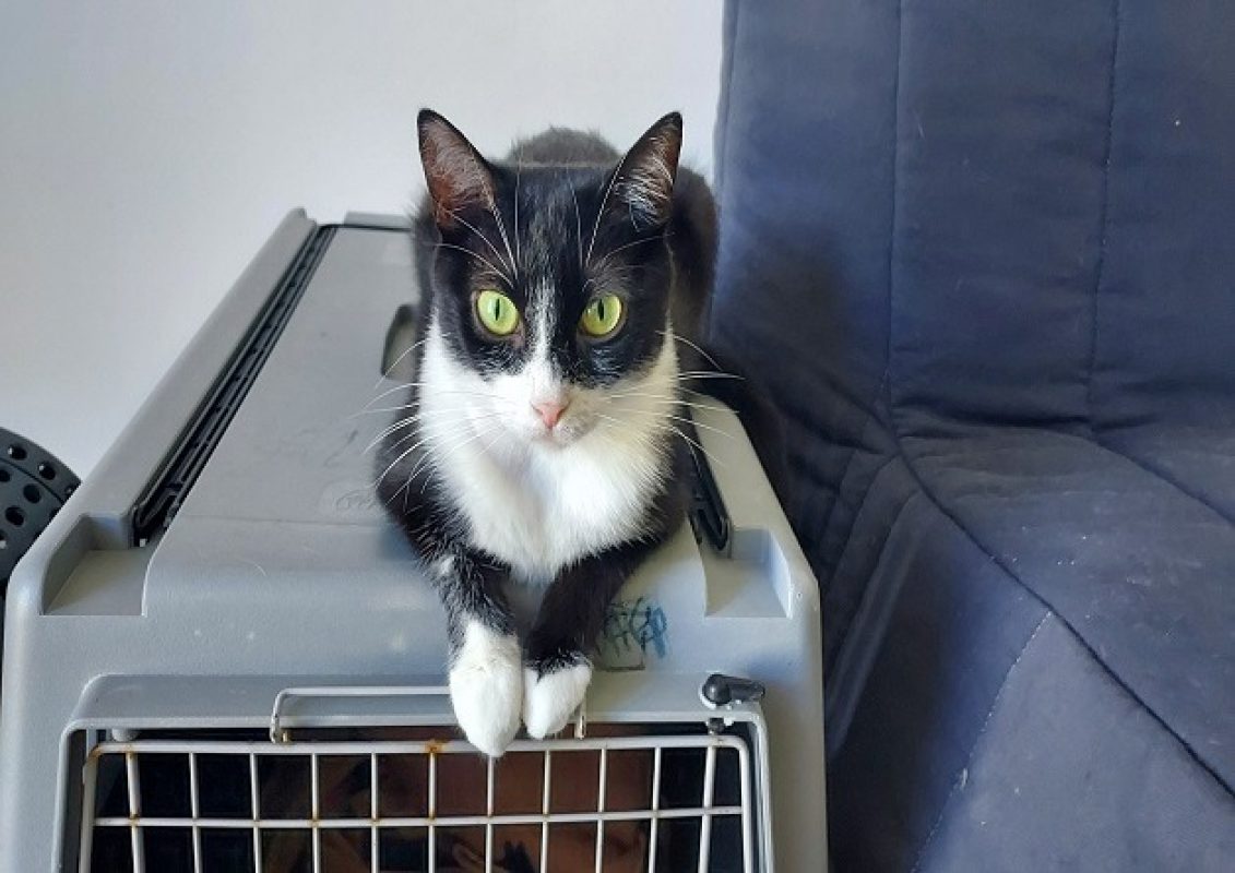 Mylla - Chat Européen à adopter - photo 2